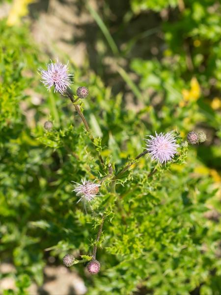 Akkerdistel (Cirsium arvense)